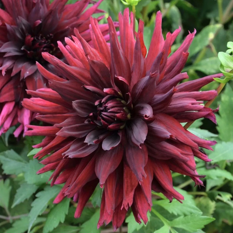Dahlia décoratif Aramis - Dahlia | Achat direct au producteur
