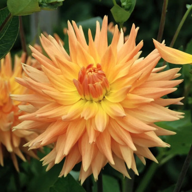 Dahlia Cactus 'Eté Indien' - Dahlia | Achat direct au producteur