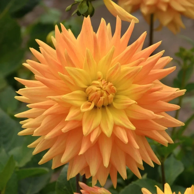 Dahlia Cactus 'Eté Indien' - Dahlia | Achat direct au producteur