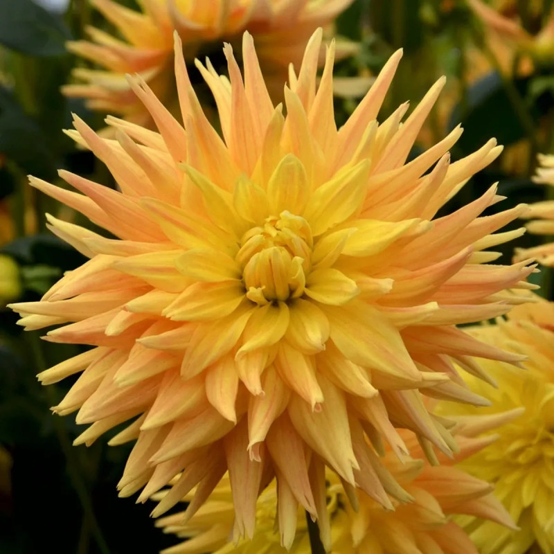 Dahlia Cactus 'Eté Indien' - Dahlia | Achat direct au producteur