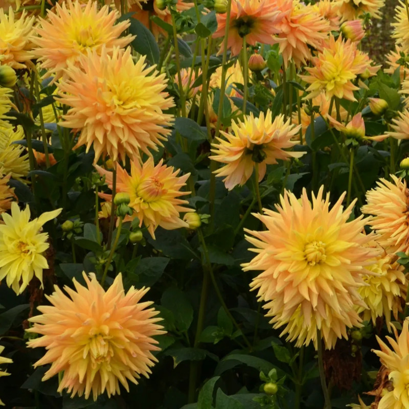 Dahlia Cactus 'Eté Indien' - Dahlia | Achat direct au producteur