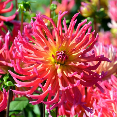 Dahlia Cactus Nain 'Marville' - Dahlia | Achat direct au producteur