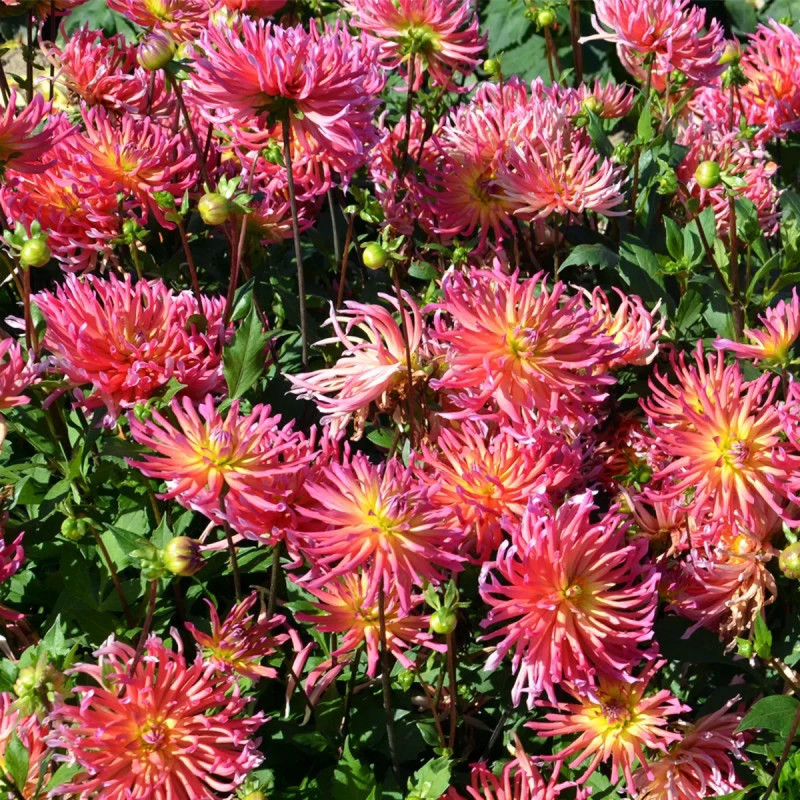 Dahlia Cactus Nain 'Marville' - Dahlia | Achat direct au producteur