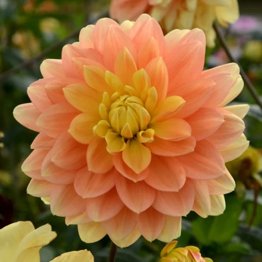 Dahlia décoratif 'Clovis' - Dahlia | Achat direct au producteur