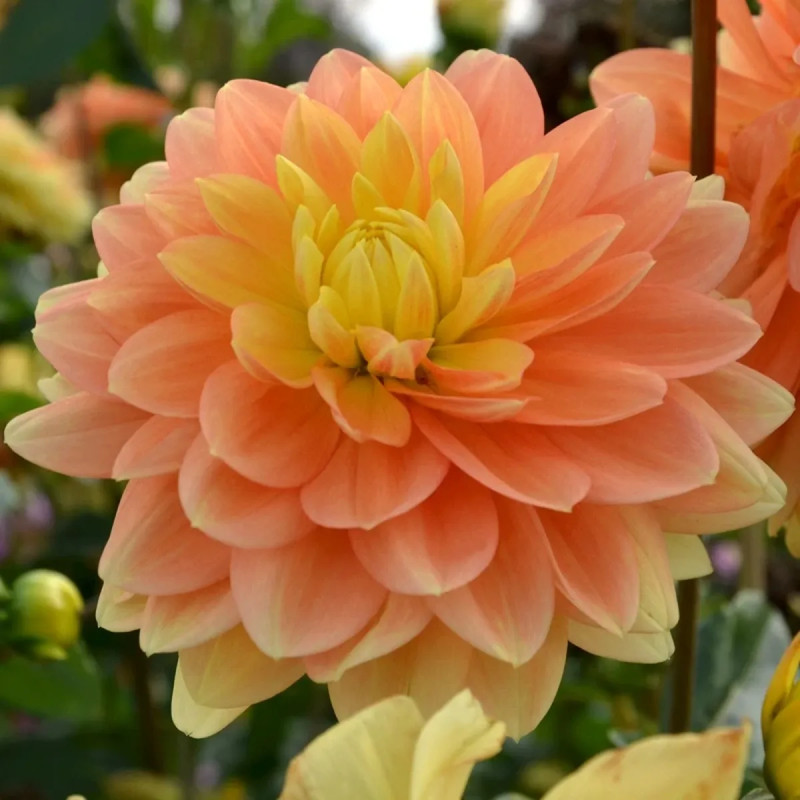 Dahlia décoratif 'Clovis' - Dahlia | Achat direct au producteur
