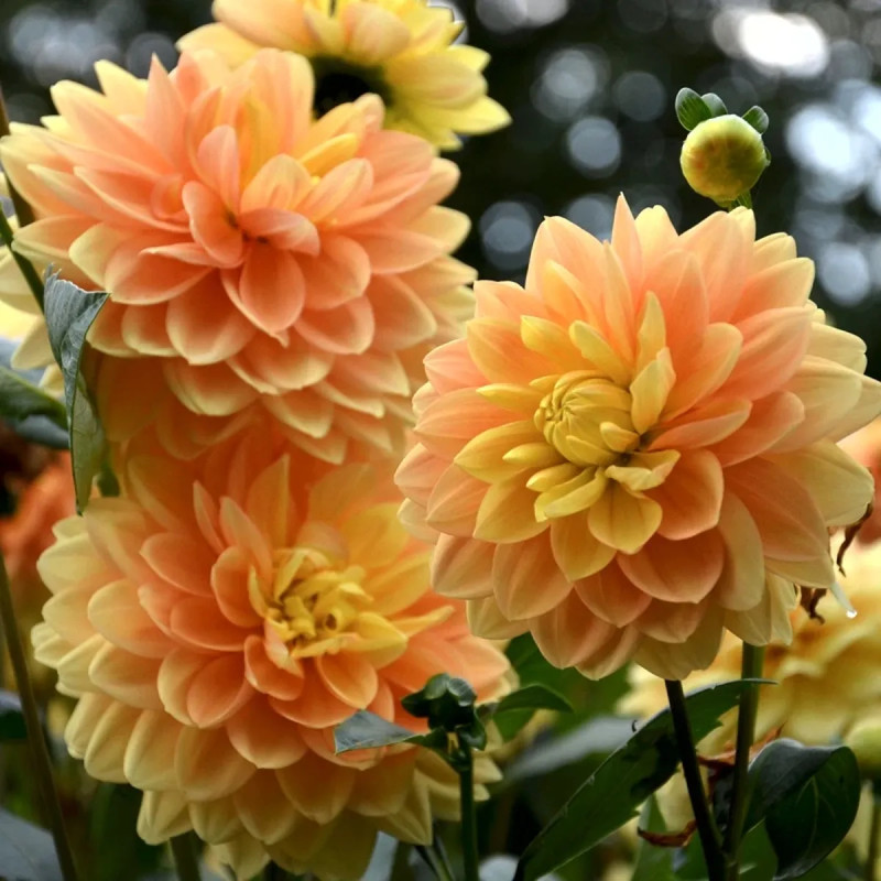 Dahlia décoratif 'Clovis' - Dahlia | Achat direct au producteur