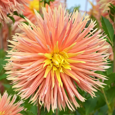 Dahlia Dentelle Nancy - Dahlia | Achat direct au producteur