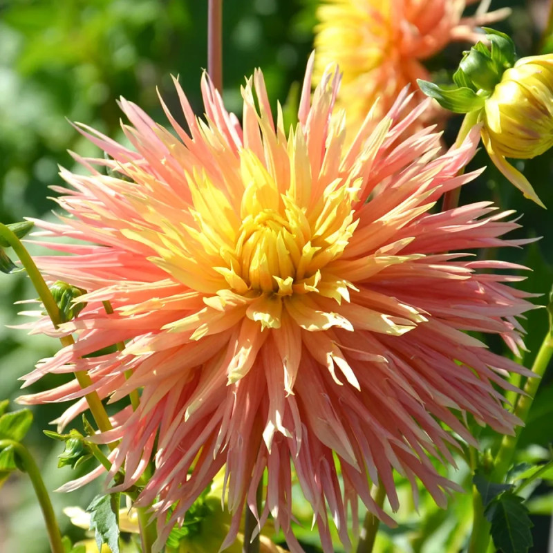 Dahlia Dentelle Nancy - Dahlia | Achat direct au producteur
