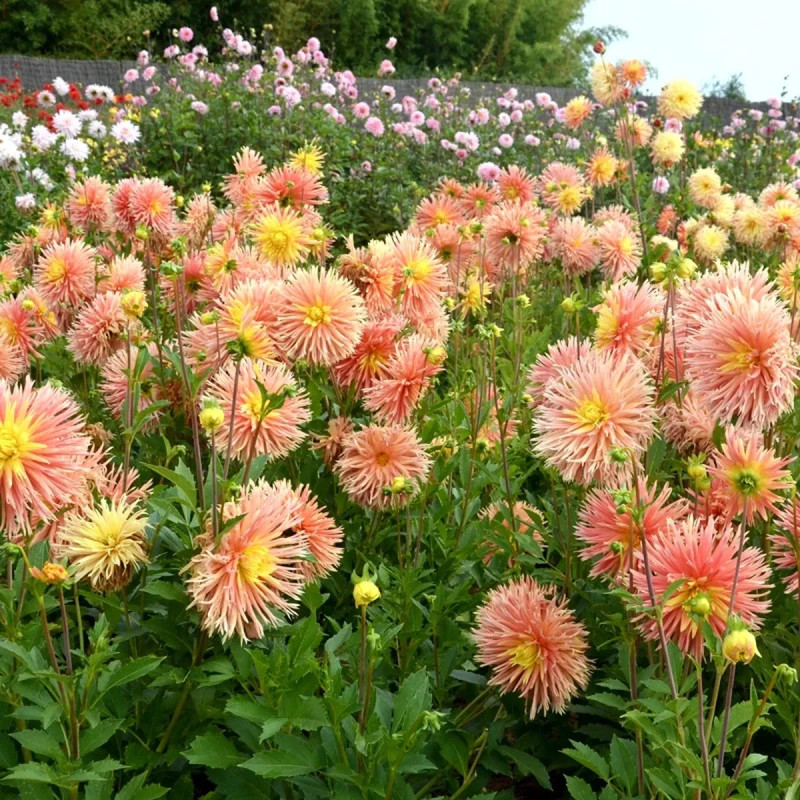 Dahlia Dentelle Nancy - Dahlia | Achat direct au producteur