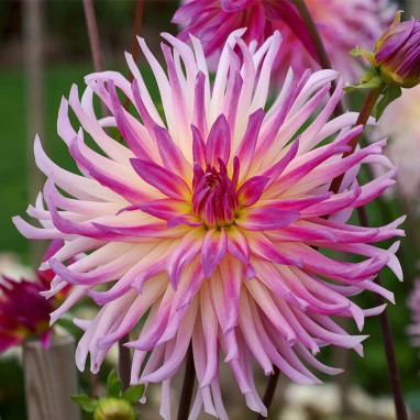Dahlia Cactus 'Prestige' - Dahlia | Achat direct au producteur