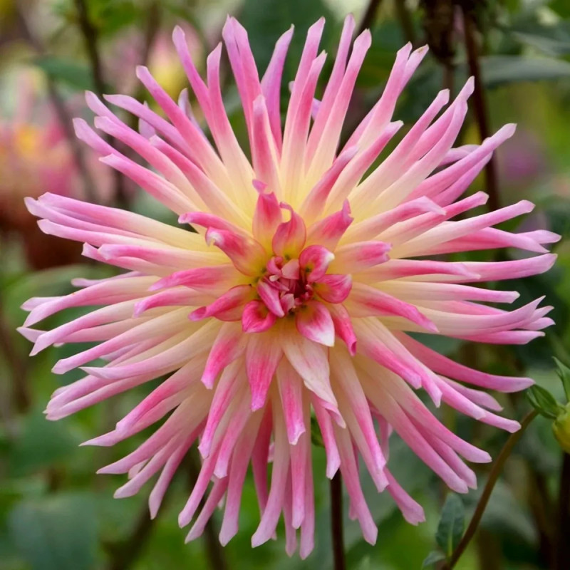 Dahlia Cactus 'Prestige' - Dahlia | Achat direct au producteur