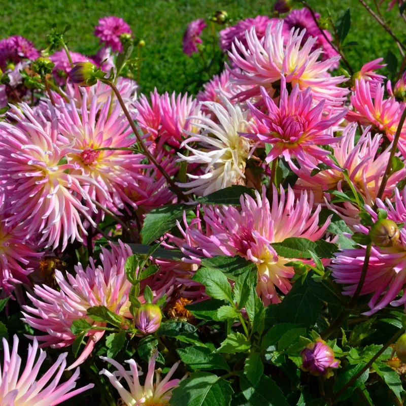 Dahlia Cactus 'Prestige' - Dahlia | Achat direct au producteur