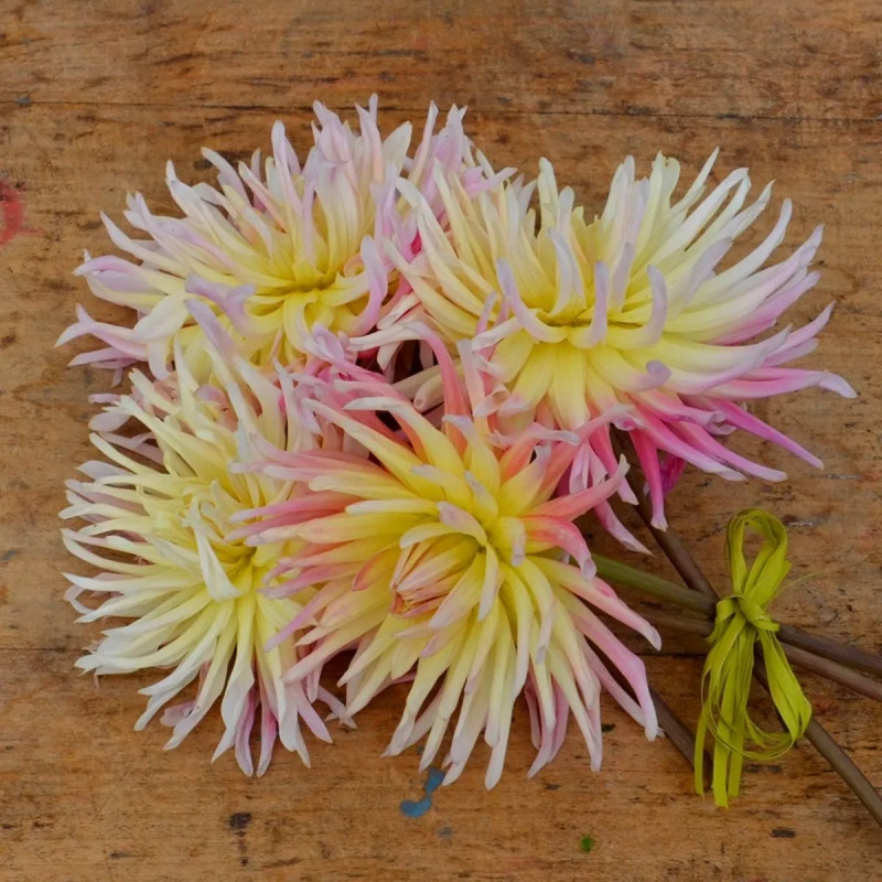 Dahlia Cactus 'Prestige' - Dahlia | Achat direct au producteur