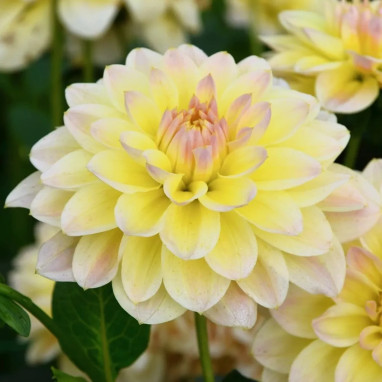 Dahlia Décoratif Nain 'Câlin' - Dahlia | Achat direct au producteur