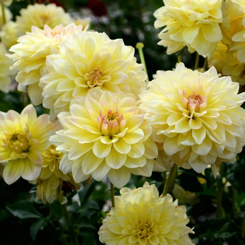 Dahlia Décoratif Nain 'Câlin' - Dahlia | Achat direct au producteur
