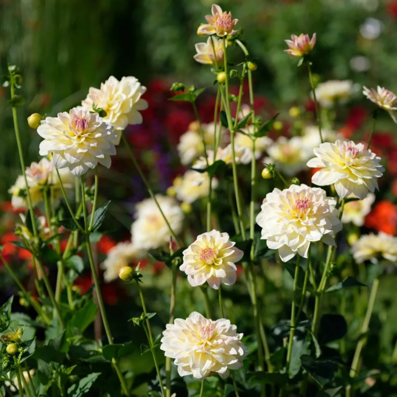 Dahlia Décoratif Nain 'Câlin' - Dahlia | Achat direct au producteur