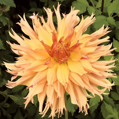 Dahlia Dentelle 'Aurore' - Dahlia | Achat direct au producteur