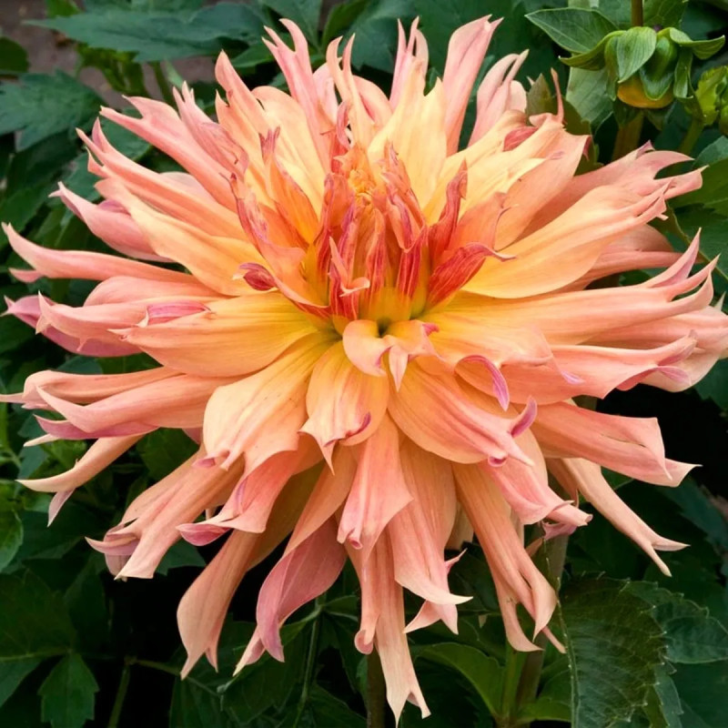 Dahlia Dentelle 'Aurore' - Dahlia | Achat direct au producteur