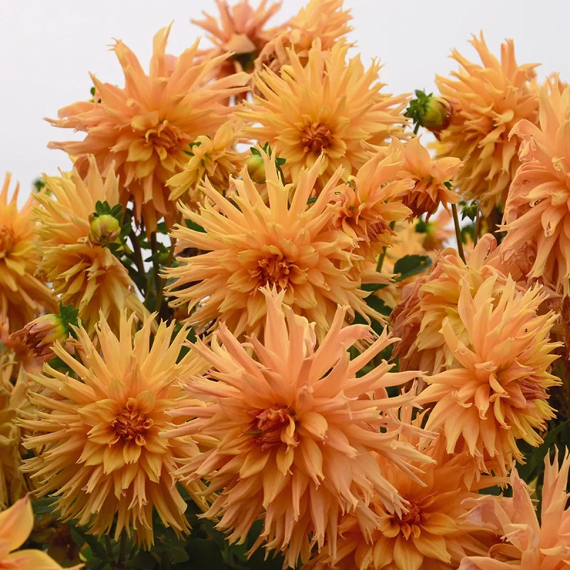 Dahlia Dentelle 'Aurore' - Dahlia | Achat direct au producteur