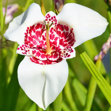 Tigridia 'Alba Grandiflora' - Œil de paon | Achat direct au producteur