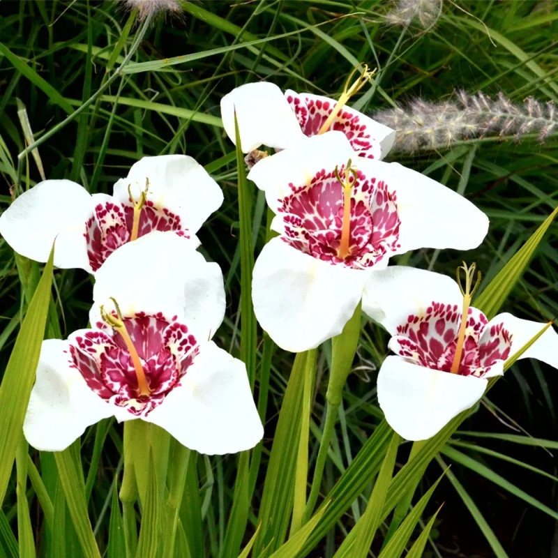 Tigridia 'Alba Grandiflora' - Œil de paon | Achat direct au producteur