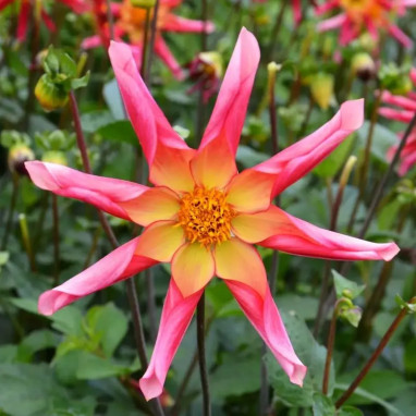 Dahlia Honka Surprise - Dahlia | Achat direct au producteur