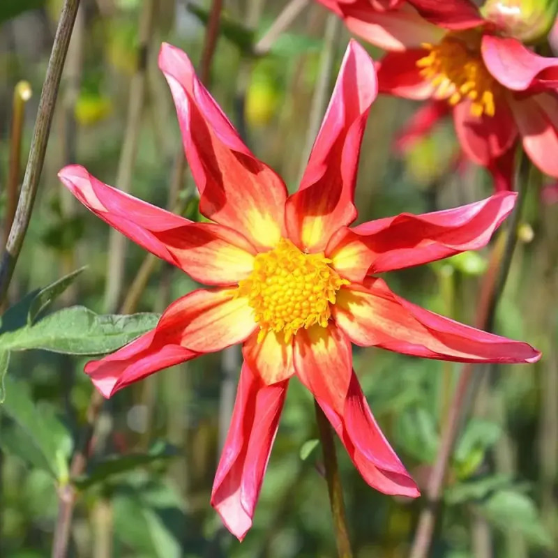 Dahlia Honka Surprise - Dahlia | Achat direct au producteur