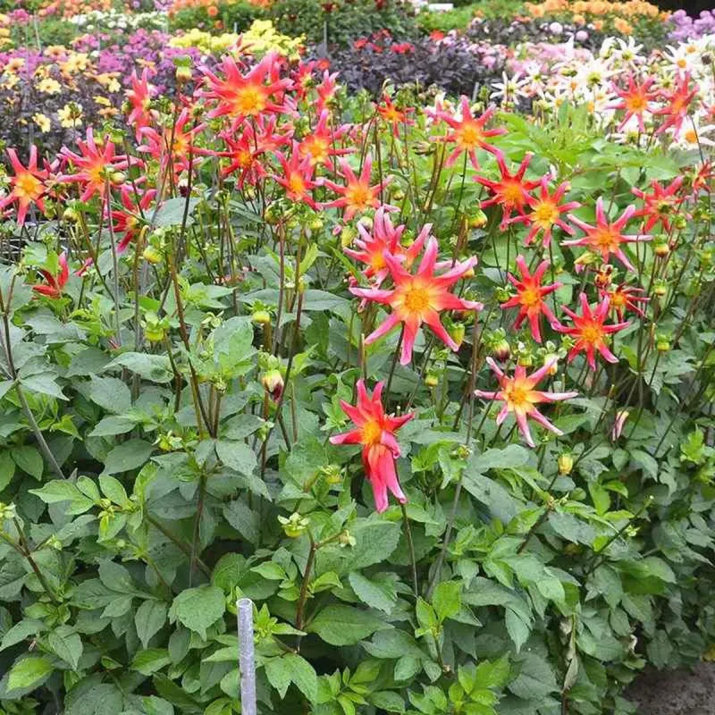 Dahlia Honka Surprise - Dahlia | Achat direct au producteur