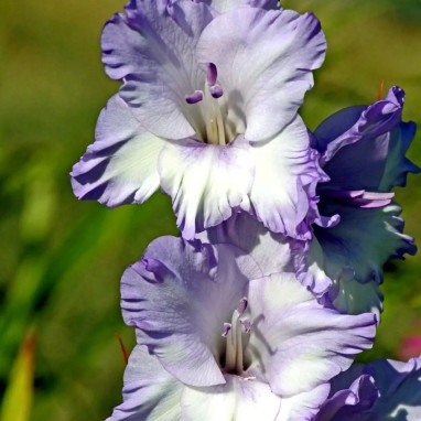 Glaïeul Grande Fleur 'Triton' - Gladiolus | Achat direct au producteur
