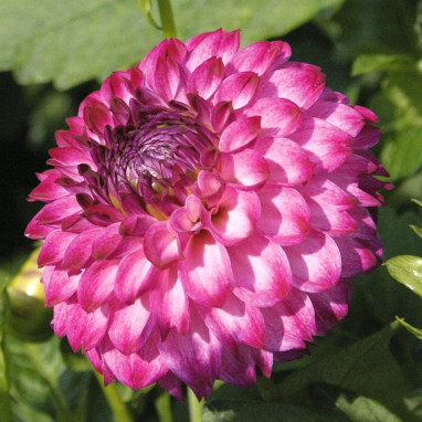 Dahlia Pompon Ashado - Dahlia | Achat direct au producteur