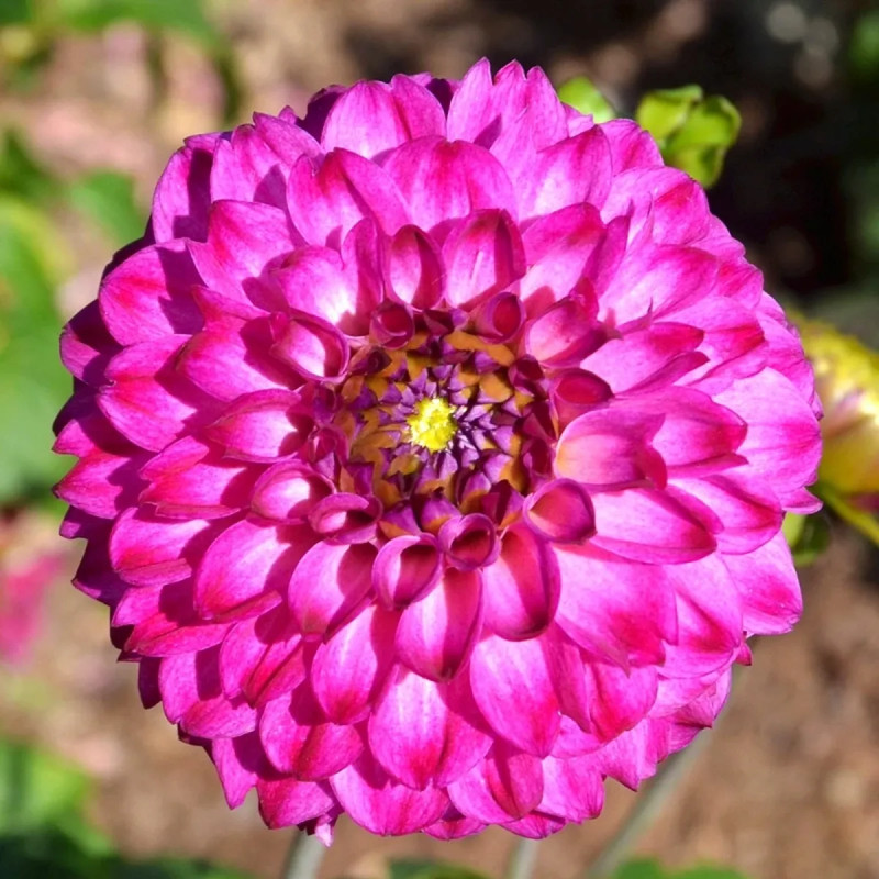 Dahlia Pompon Ashado - Dahlia | Achat direct au producteur