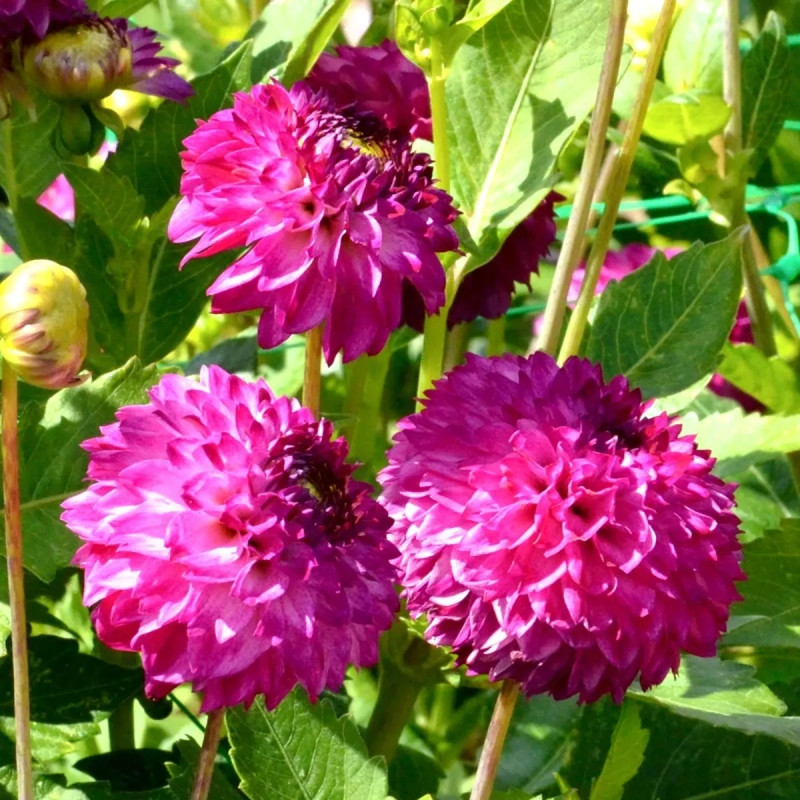 Dahlia Pompon Ashado - Dahlia | Achat direct au producteur