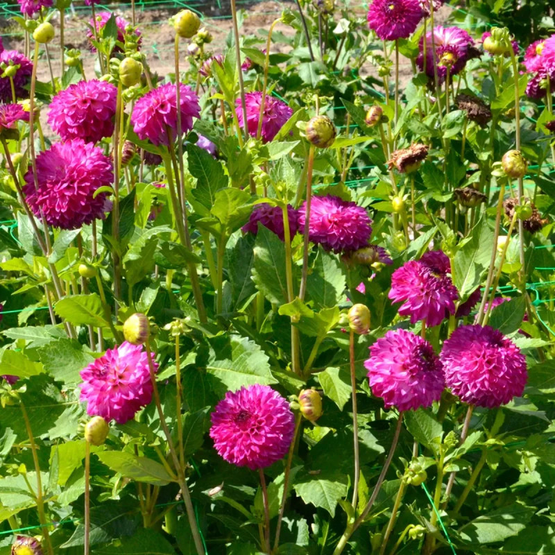 Dahlia Pompon Ashado - Dahlia | Achat direct au producteur