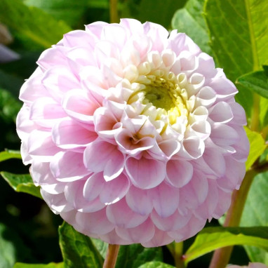 Dahlia Pompon 'Éclaireur' - Dahlia | Achat direct au producteur