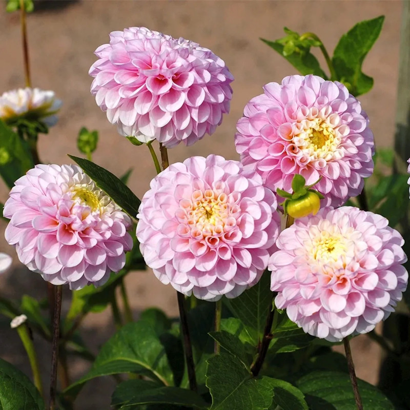 Dahlia Pompon 'Éclaireur' - Dahlia | Achat direct au producteur