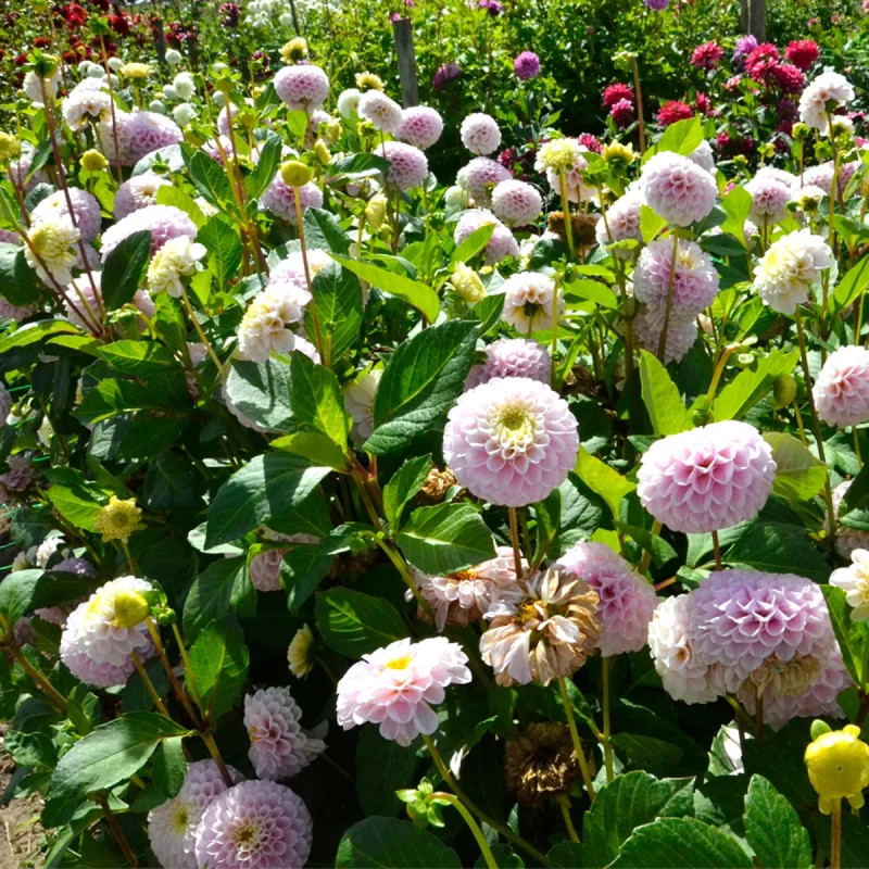 Dahlia Pompon 'Éclaireur' - Dahlia | Achat direct au producteur