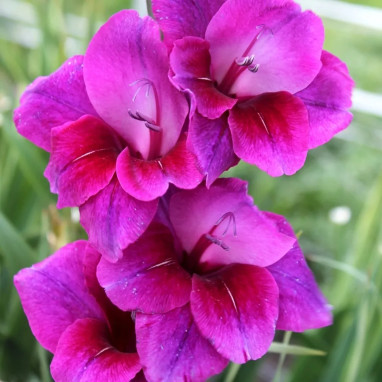 Glaïeul 'Velvet Eyes' - Gladiolus | Achat direct au producteur