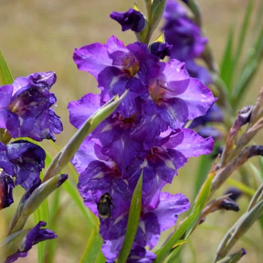 Glaïeul Grande Fleur 'Blue Isle' - Gladiolus | Achat direct au producteur