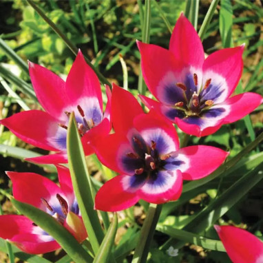 Tulipe Botanique 'Little Beauty' - Tulipa | Achat direct au producteur