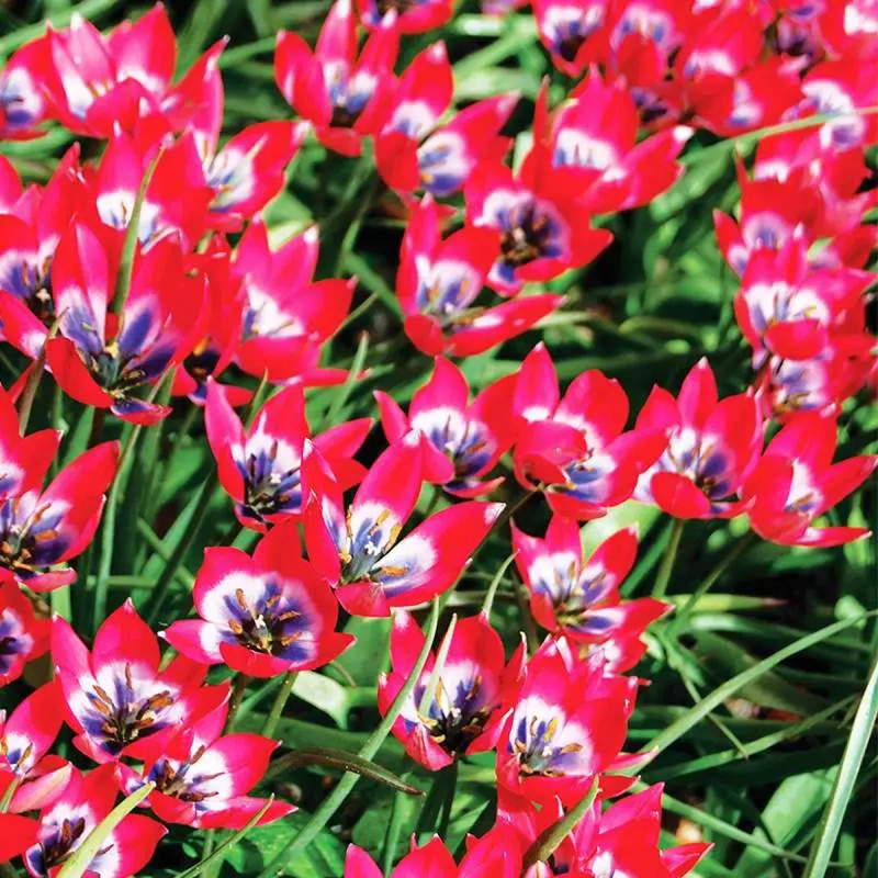 Tulipe Botanique 'Little Beauty' - Tulipa | Achat direct au producteur
