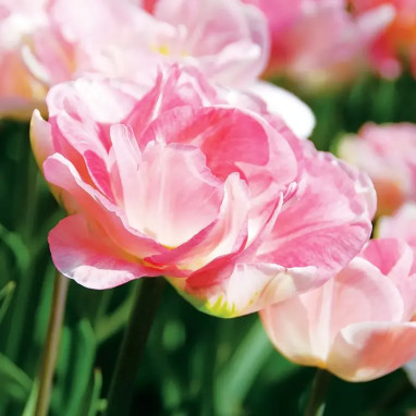 Tulipe double tardive 'Angélique' - Tulipa | Achat direct au producteur