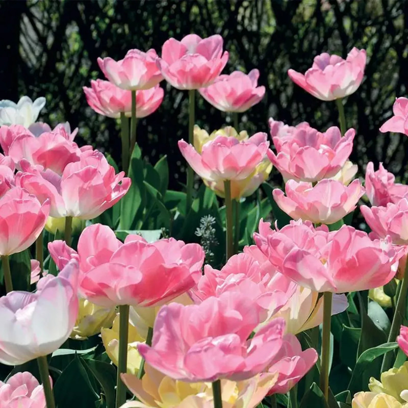 Tulipe double tardive 'Angélique' - Tulipa | Achat direct au producteur