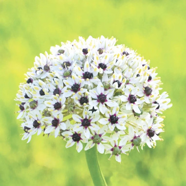 Allium Silver Spring - Allium | Achat direct au producteur