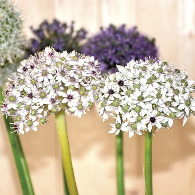 Allium Silver Spring - Allium | Achat direct au producteur