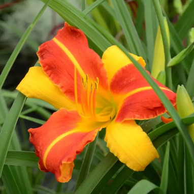 Hémérocalle Jaune Rouge - Hemerocallis | Achat direct au producteur