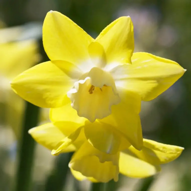 Narcisse 'Pipit' - Narcissus cyclamineus | Achat direct producteur