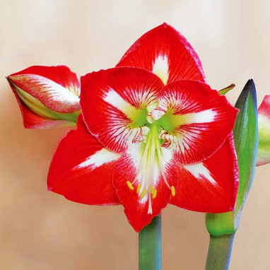 Amaryllis 'Minerve' - Hippeastrum | Achat direct au producteur