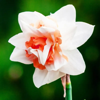 Narcisse double 'Replete' - Narcissus | Achat direct au producteur