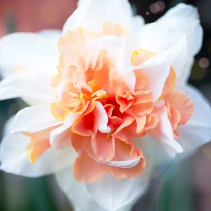 Narcisse double 'Replete' - Narcissus | Achat direct au producteur