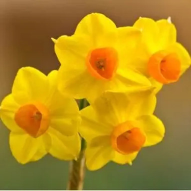 Narcisse Pluriflore 'Royal Connection' - Narcissus | Achat producteur